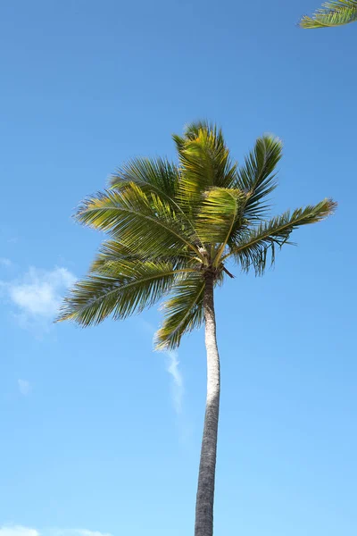 Palm trees at Punta Cana beach. Dominican Republic. — Stock Photo, Image