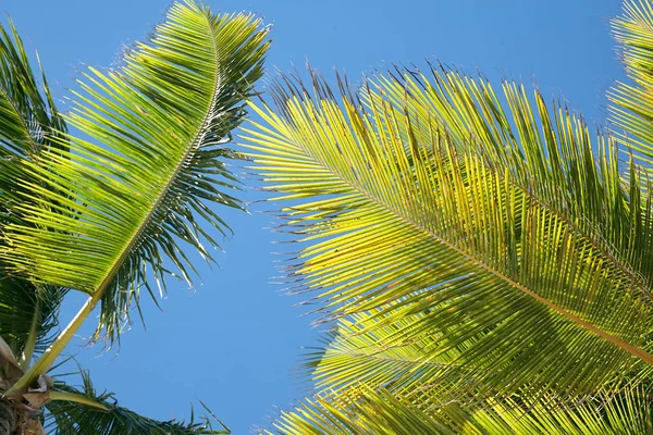 Punta Cana plajda palmiye ağaçları. Dominik Cumhuriyeti.