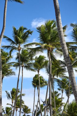 Beach Punta Cana, tatil. Dominik Cumhuriyeti.