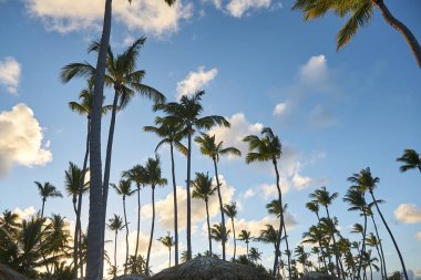 Beach Punta Cana, tatil. Dominik Cumhuriyeti.