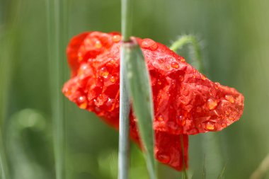 Taze gelişmiş gelincik çiçeği ile sabah çiğ damlaları