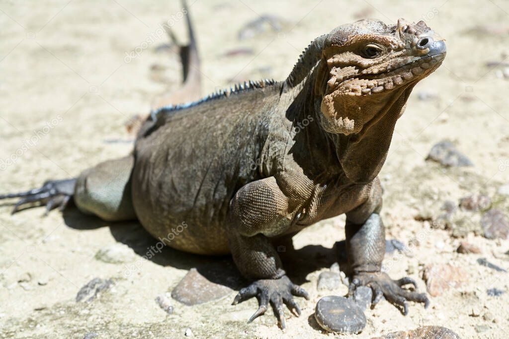 Iguana living in a zoo near Punta Cana in the Dominican Republic