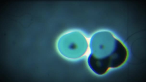 Cell Division — Stock Video