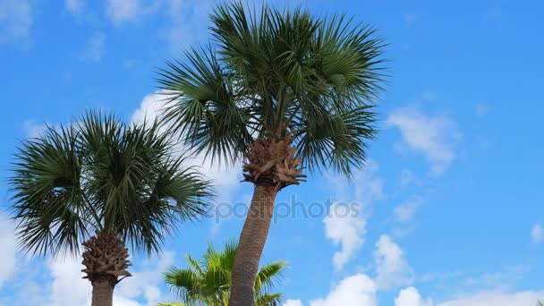 Wind Blaast Palmbomen Wolken Timelapse — Stockvideo