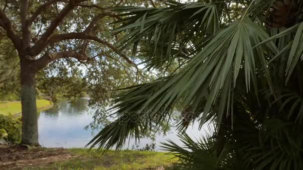 Natuur Palm Bomen Buurt Van Het Meer — Stockvideo