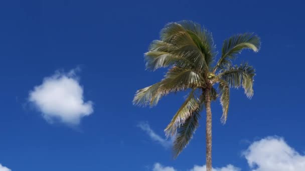 Wind Blows Branches Palm Tree Clouds — Stock Video