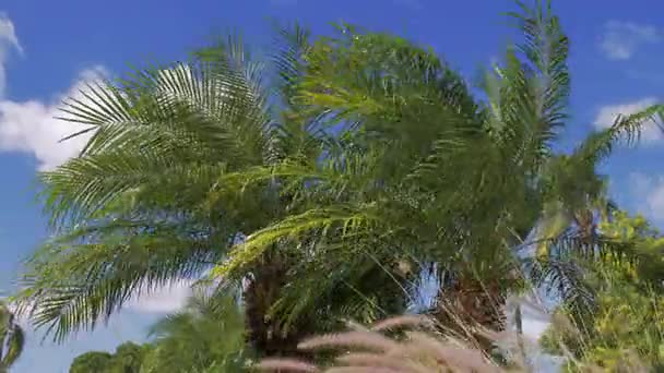 Der Wind Weht Auf Einer Palme Vor Dem Hintergrund Der — Stockvideo