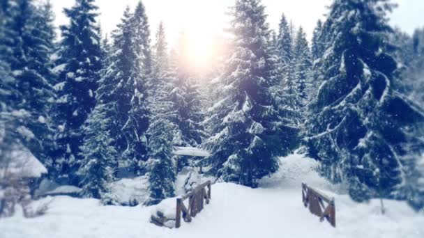 雪中的新的一年森林 圣诞桥 — 图库视频影像