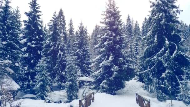 Χριστουγεννιάτικα Δάσος Στο Χιόνι Χριστούγεννα Γέφυρα — Αρχείο Βίντεο