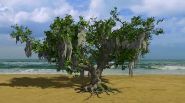 Rüzgar deniz kenarında büyük bir Live Oak tesir
