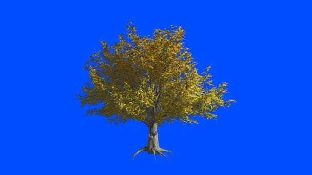 Amerikan Karaağaç Ağaç Rüzgarda Mavi Ekran Alfa — Stok video