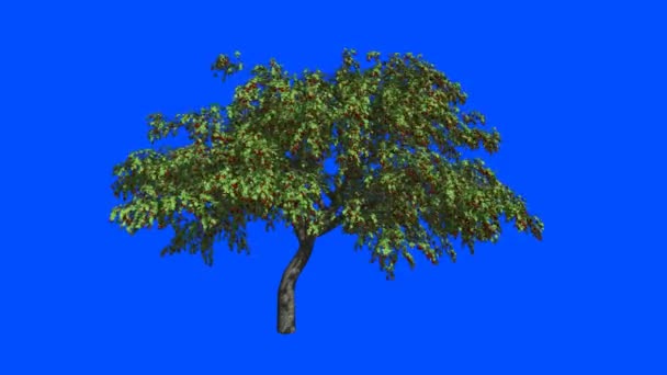 Árbol Cerezas Viento Pantalla Azul Alfa — Vídeo de stock