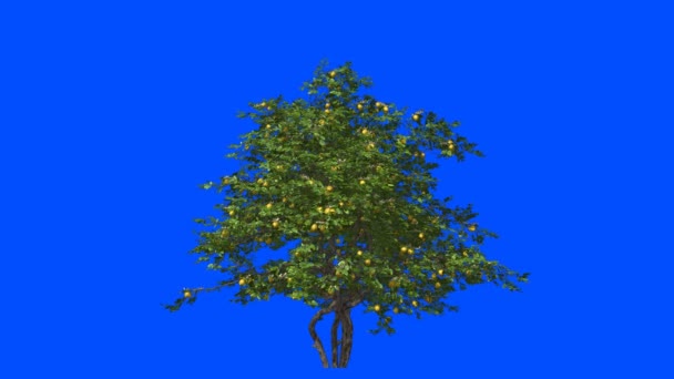 Lemon Tree Wind Blue Screen Alpha — Stock Video