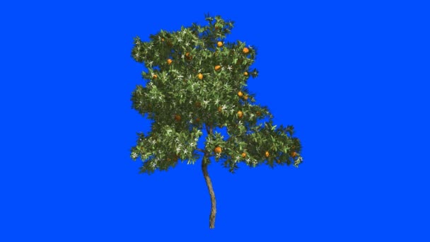 Orange Tree Wind Blue Screen Alpha — Stock Video