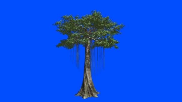 Huge Tree Kapok Blue Screen Alpha — Stock Video