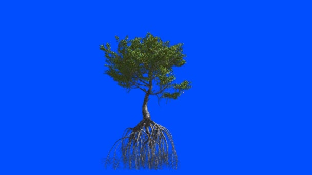 Mangrove Mit Wurzeln Animation Blauer Bildschirm Alpha — Stockvideo