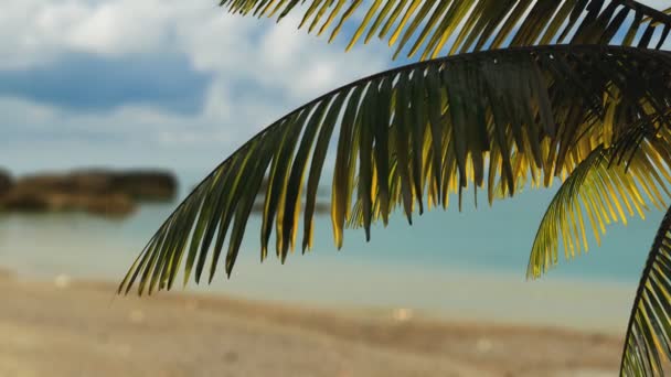 Rüzgarda Sallanan Boyutlu Palmiye Dalının Tasviri Denizin Arka Planında — Stok video