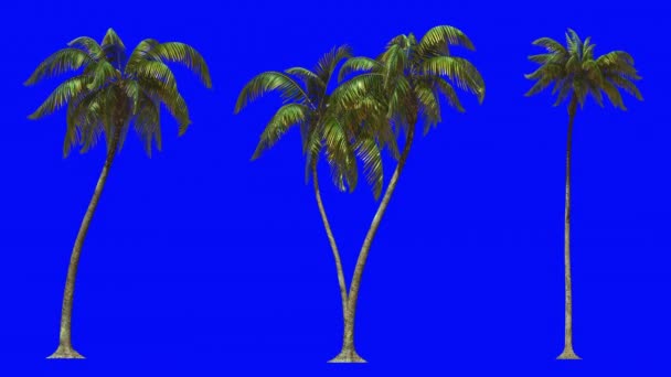 Анимация Ключей Три Пальмы Голубой Хромакей — стоковое видео
