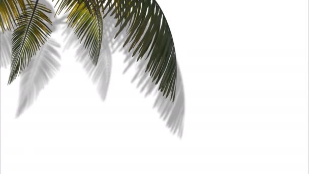 Branch Palm Tree Leaves Wind White Background Animation — Stock Video