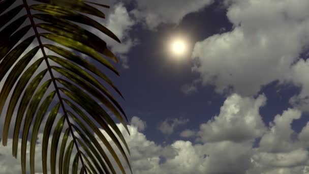 Zweig Mit Palmenblättern Vor Einem Hintergrund Aus Meer Und Wolken — Stockvideo