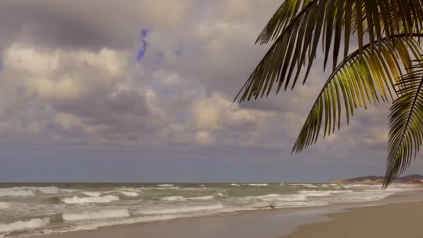 Zweig Mit Palmenblättern Vor Einem Hintergrund Aus Meer Und Wolken — Stockvideo