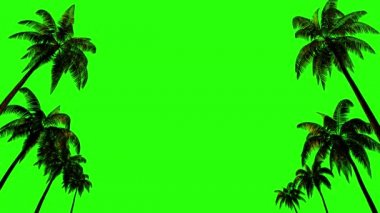 Kromakey için rüzgarda savrulan palmiye ağaçları ve yeşil arka planda alfa kanalı. 3B görüntüleme