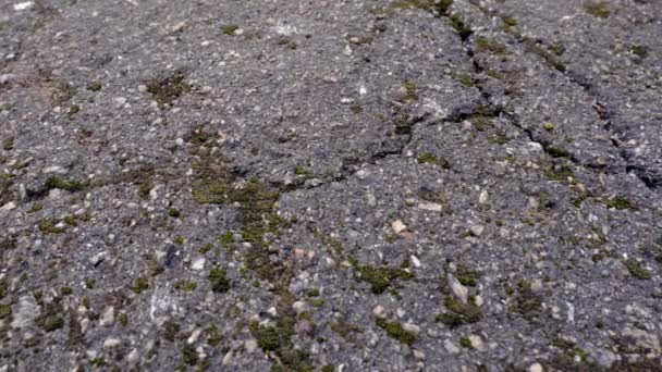 Contexte Vieux Asphalte Fissuré Dans Rue — Video