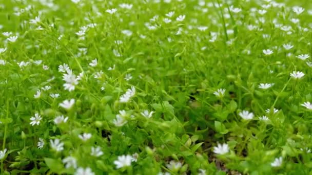 Grönt Fräscht Vårgräs Och Blommor Långsamma Rörelser — Stockvideo