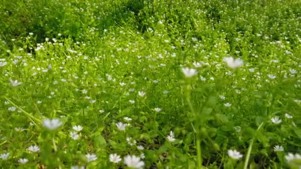 Πράσινο Φρέσκο Ανοιξιάτικο Γρασίδι Και Λουλούδια Αργή Κίνηση — Αρχείο Βίντεο