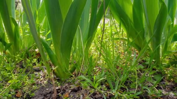 Green Fresh Spring Grass Flowers Slow Motion — Stock Video