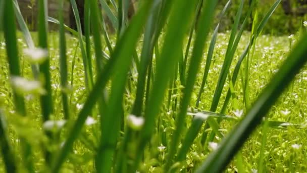 Grönt Fräscht Vårgräs Och Blommor Långsamma Rörelser — Stockvideo