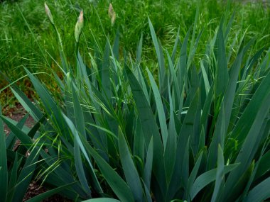 Bahar havası yaprakları ve çiçekler açık. Doğal bitki örtüsünün yeşil dokusu