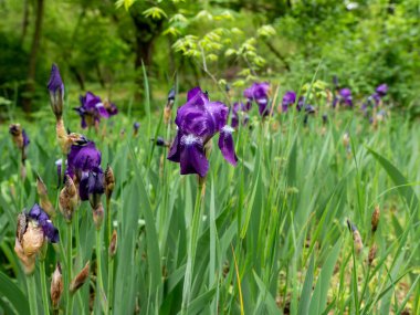 Bahar havası yaprakları ve çiçekler açık. Doğal bitki örtüsünün yeşil dokusu