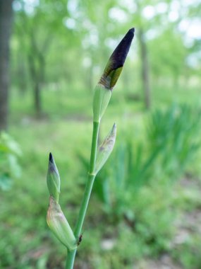 Bahar havası yaprakları ve çiçekler açık. Doğal bitki örtüsünün yeşil dokusu