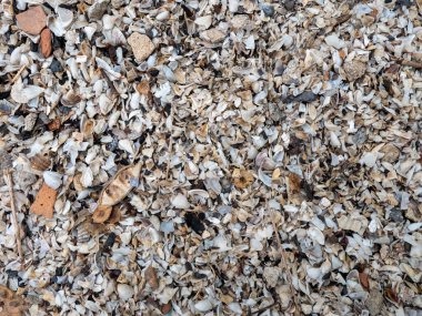 Nehir kıyısındaki küçük kabukların dokusu. Nehrin kıyısındaki sahilin arka planı