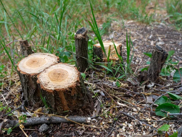 Canapa Alberi Segati Primavera Distruzione Della Natura Disastro Ecologico — Foto Stock