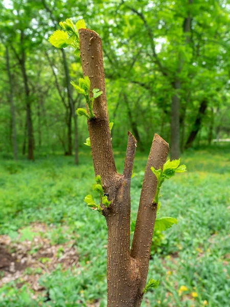 Foglie Fiori Primaverili Aprono Texture Verde Della Flora Naturale — Foto Stock