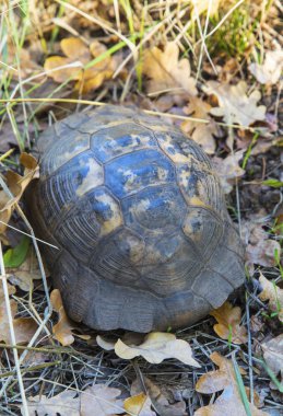 Orman yere turtle
