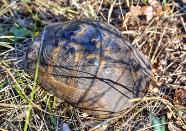 Orman yere turtle