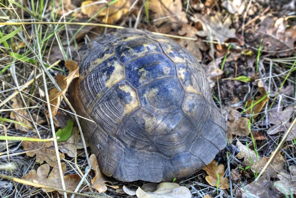Черепаха на земле в лесу — стоковое фото