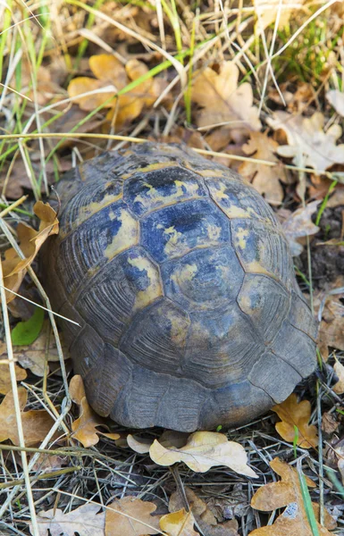 Orman yere turtle