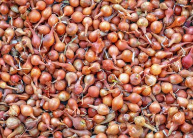 Renkli soğan arka plan