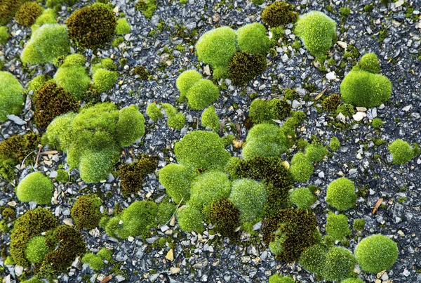 Green moss on the ground — Stock Photo, Image
