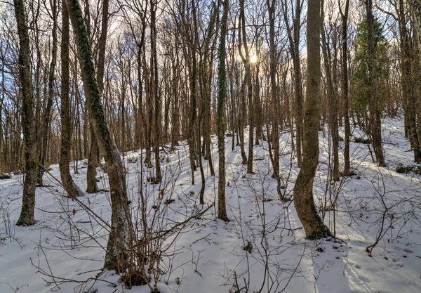 Bosque de invierno paisaje — Foto de Stock