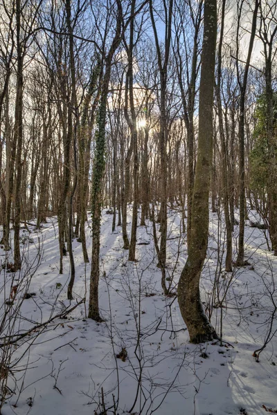 Bosque de invierno paisaje — Foto de Stock