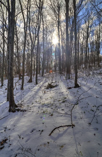 Bosque de invierno paisaje — Foto de Stock