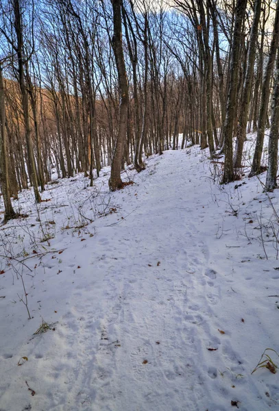 Paysage forestier hivernal — Photo