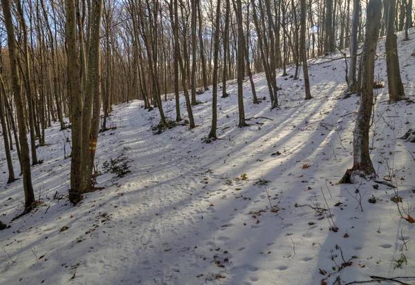 Bosque de invierno paisaje — Foto de Stock