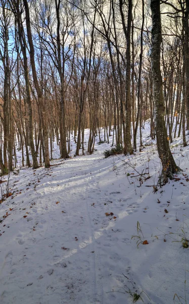 Talvinen metsämaisema — kuvapankkivalokuva