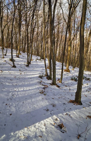 Bosque de invierno paisaje — Foto de Stock